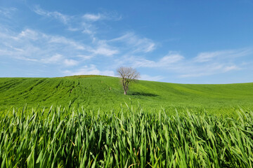 A winter wheat field in a sunny day in March