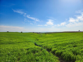 A winter wheat field in a sunny day in March