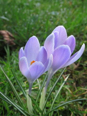 Zbliżenie na kwiat jasnofioletowego krokusa