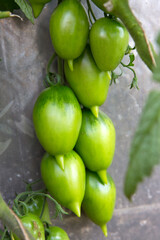 Ripe green tomatoes hanging in the garden. Bush tomatoes Tarasenko