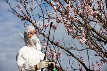 Spraying Fruit Tree with Organic Pesticide or Insecticide in Spring. Spraying Trees against Fungus...