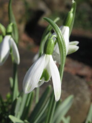 Zbliżenie na białe kwiaty z gatunku Galanthus