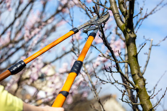 Fruit tree pruning. Garden scissors. Fruit tree pruning for sanitary reasons