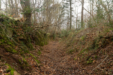 Arbres dans la nature en Bretagne