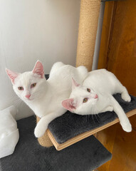 Chatte blanche