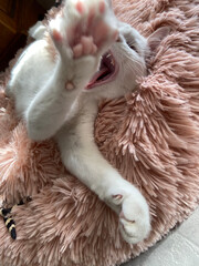 Chatte blanche