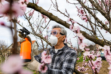 Spraying Fruit Tree with Organic Pesticide or Insecticide in Spring. Spraying Trees against Fungus...