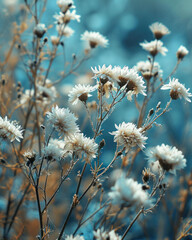 Sunset in the wolf grass field