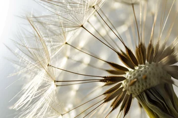  dandelion seed head © paul