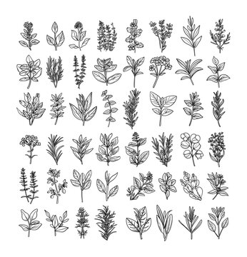 Plants branches black and white lineart style. Vector grayscale set of flora elements, northern, tropical, southern, botanical, trees and flowers, seeds with fruits and buds isolated on white backgrou