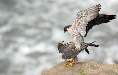 Epic scene with peregrine falcons mating on a cliff overlooking the pacific ocean near Los Angeles