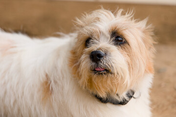 Portrait of a cute dog. Shih tzu Chinese Crested Dog