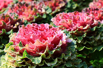 colorful Ornamental Kales or Color Cabbages or Ornamental Cabbages or Flowering Cabbages growing in the garden