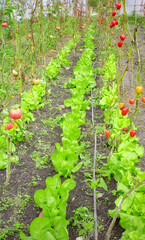 Greenhouse organic vegetable plantation, selective focus.