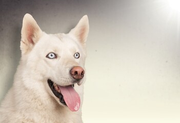 Cute small puppy dog posing