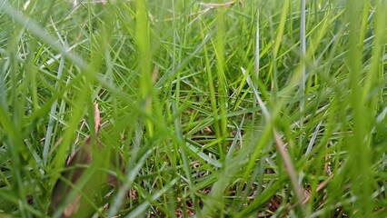 a close up of some grass in the middle of the day