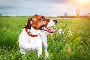An adorable dog  outdoor on green grass