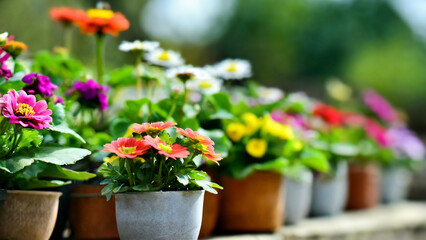 Colorful flowers in pots on wooden table in garden for sale in spring summer season. Selective focus. - 750925048