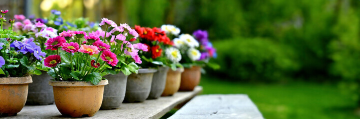 Fototapeta na wymiar Colorful flowers in pots on wooden table in garden for sale in spring summer season. Selective focus.