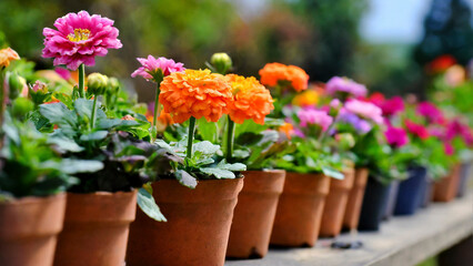 Colorful flowers in pots on wooden table in garden for sale in spring summer season. Selective focus.
