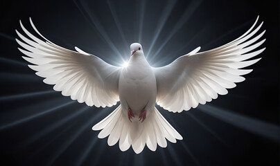 A white dove on a dark background and rays of light in the background