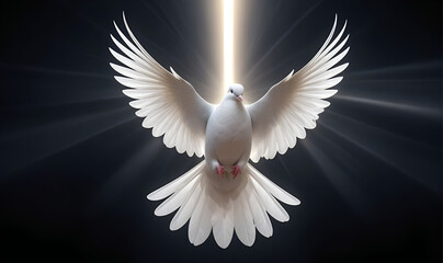 Fototapeta premium A white dove on a dark background and rays of light in the background