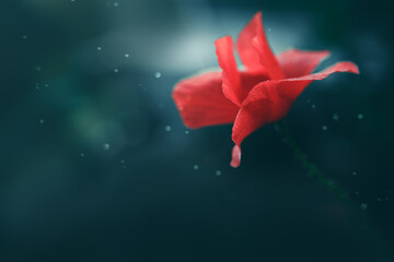 Red poppy close up isolated on green blur background. - obrazy, fototapety, plakaty