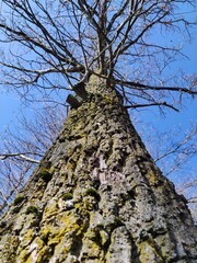 Sehr alter knorriger Baum ragt in den Himmel
- 750929209
