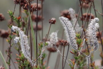 Setose Caterpillar Scorpionweed, Phacelia Cicutaria Variety Hispida, a native monoclinous annual...