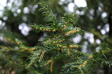 Fototapeta premium Yew berry in spring during flowering.