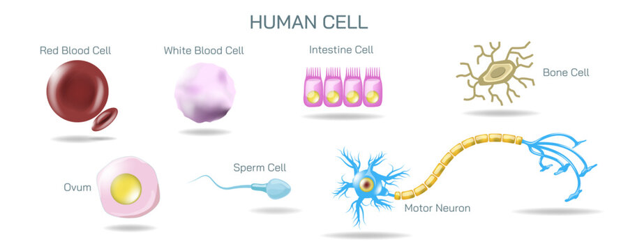 A human cell is the basic structural and functional unit of life in humans. It is composed of various organelles, each with specific functions, surrounded by a cell membrane. Vector illustration.