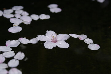 水面に浮く桜の花と花びら。