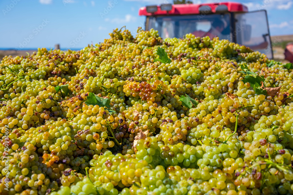 Sticker Harvesting grapes