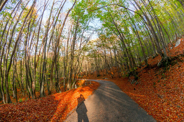 Autumn forest - 750930613
