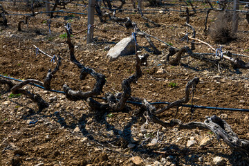 Old vineyard