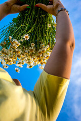 Girl in a chamomile field - 750930640