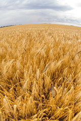 Wheat field - 750930673