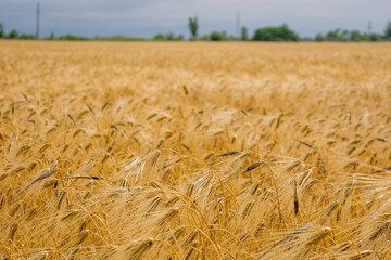 Wheat field - 750930679