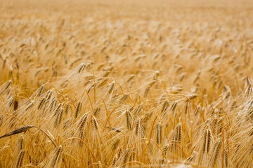 Wheat field - 750930680