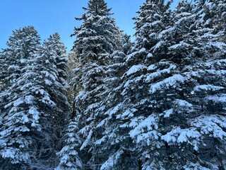 Forêt hiver Le Lioran 