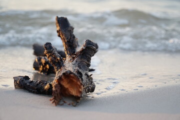 A log on the beach
