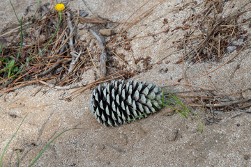 Pine cone in the forest