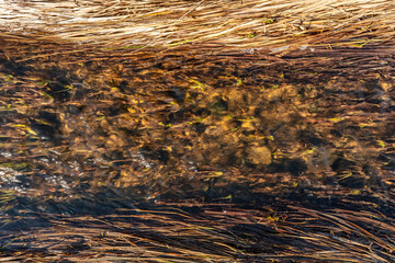 Stream of clear water in dry grass. Abstract natural background. View from above
