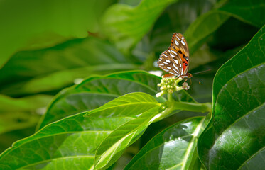 A beautiful White butterfly perched on a green leaf.