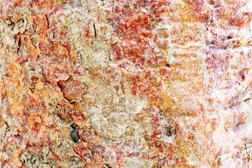 Texture shot of brown tree bark.Nature background.