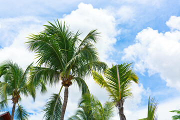 Tropical palm trees with blue sky and white clouds background.