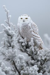 Fototapeta premium Snowy Owl Amidst Winter's Embrace