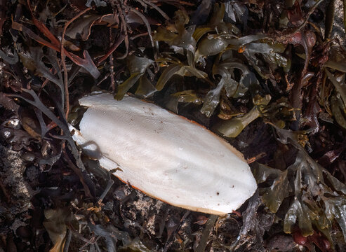 cuttlefish bone, internal shell from Sepia officinalis) washed on a bed of seaweed on a beach in the UK