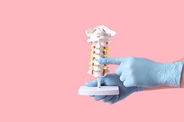 Male doctor demonstrating spinal anatomy with vertebral column model on pink background