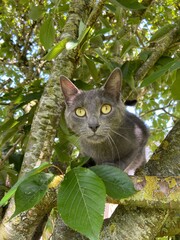 chat gris 